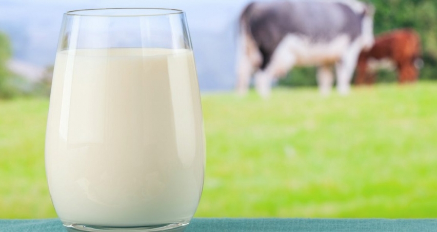 AĞUSTOS AYINDA SÜT ÜRETİMİ ARTTI