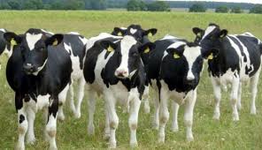 DÜVE DESTEĞİ PROJESİ 81 İLE ÇIKARILDI