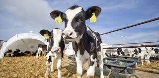 HER YAŞTAKİ HAYVANLAR İÇİN KÜPELEME VE BİLDİRİM AFFI ÇIKTI