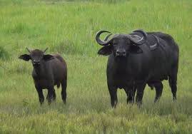 ANAÇ MANDA VE MALAK DESTEKLEMESİ BAŞVURULARI BAŞLADI