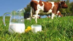 ÇİN'E SÜT VE SÜT ÜRÜNLERİ DE GÜDECEK