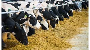 BÜYÜKBAŞ HAYVAN SAYISI 18 MİLYON OLDU