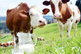 TOPLANAN İNEK SÜTÜ MİKTARI AĞUSTOSTA AZALDI