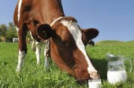 TOPLANAN İNEK SÜTÜ MİKTARI DÜŞMEYE DEVAM EDİYOR