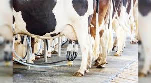 OCAK AYINDA İNEK SÜTÜ YÜZDE 8,9 ARTTI