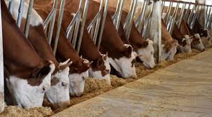 YEM DESTEĞİ İLE İLGİLİ KARAR YAYINLANDI