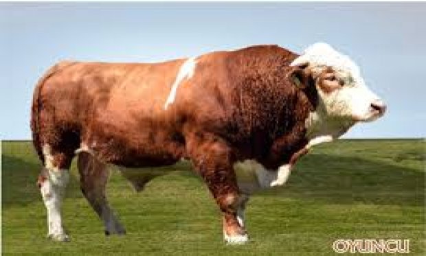 TABİİ TOHUMLAMADA YENİ DÖNEM