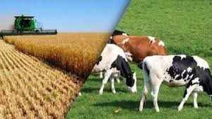 2019 YILI HAYVANCILIK DESTEKLERİ AÇIKLANDI