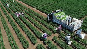 BİTKİSEL ÜRETİMDE 2019 DESTEKLEME ÖDEMELERİ NASIL YAPILACAK?