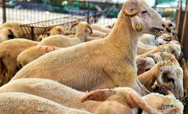 KURBANLIK HAYVANLARDA PASAPORT UYARISI