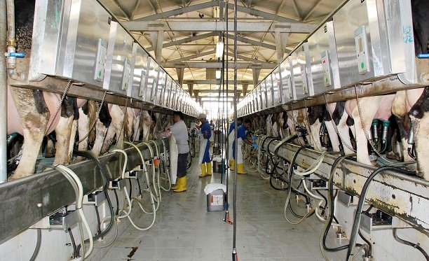 SÜT ÜRETİCİSİNDE KOMİTE TEDİRGİNLİĞİ